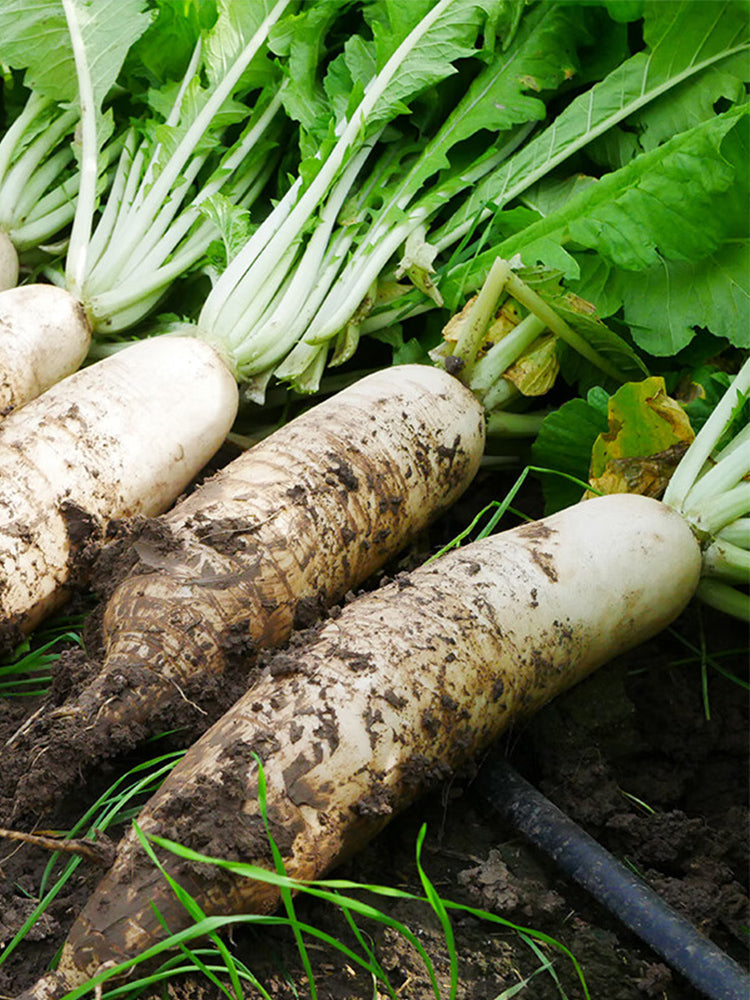 'Nanpanzhou' Radish