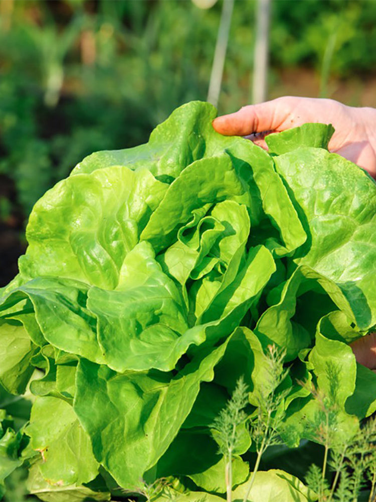 Jiemei Butter Leaf Lettuce