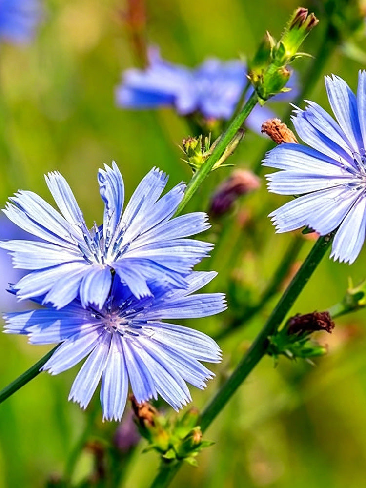 Coffee Chicory