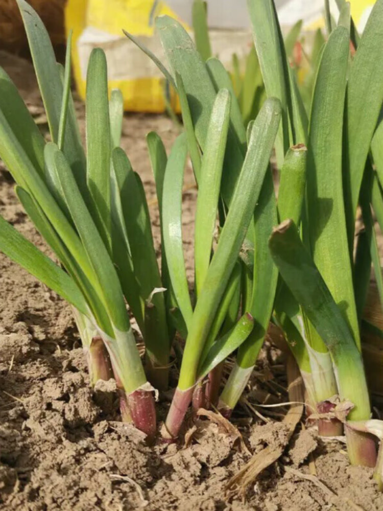 Shandong Red-Root Leek