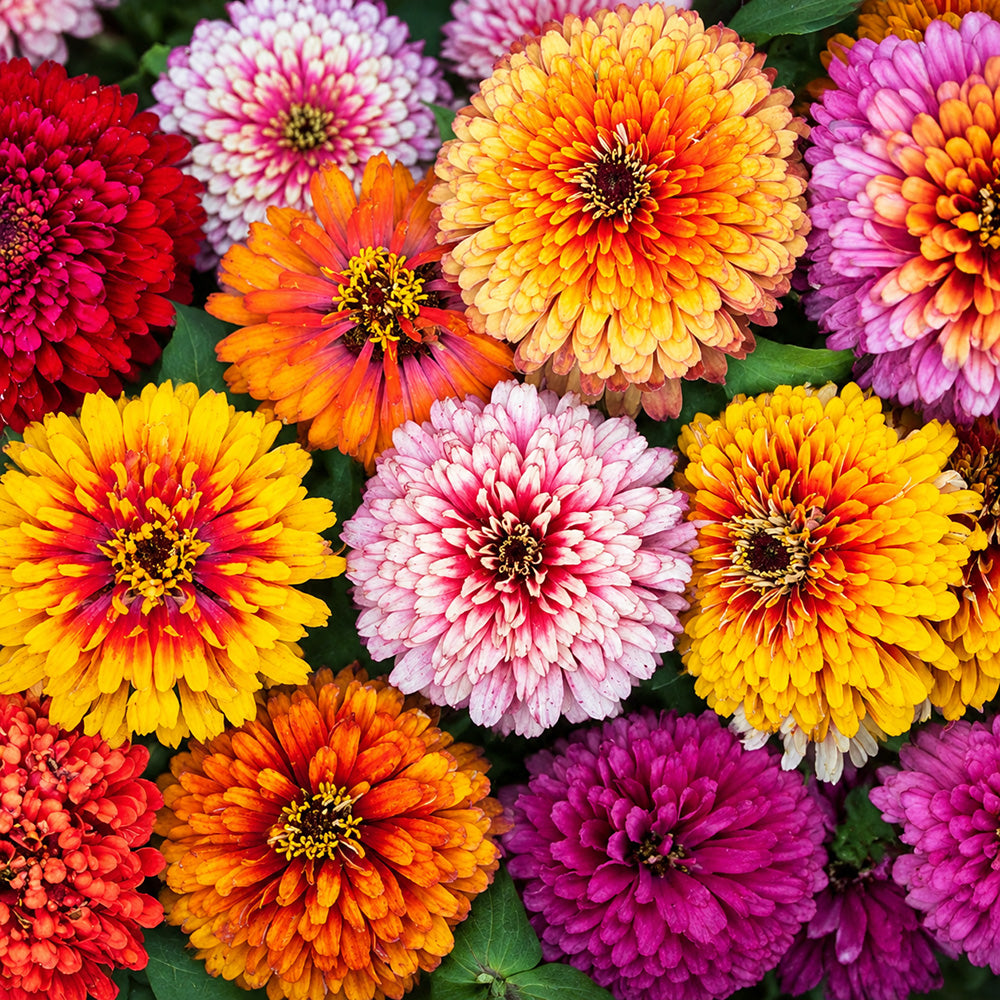 W1353 Candy Stripe Zinnia Mix