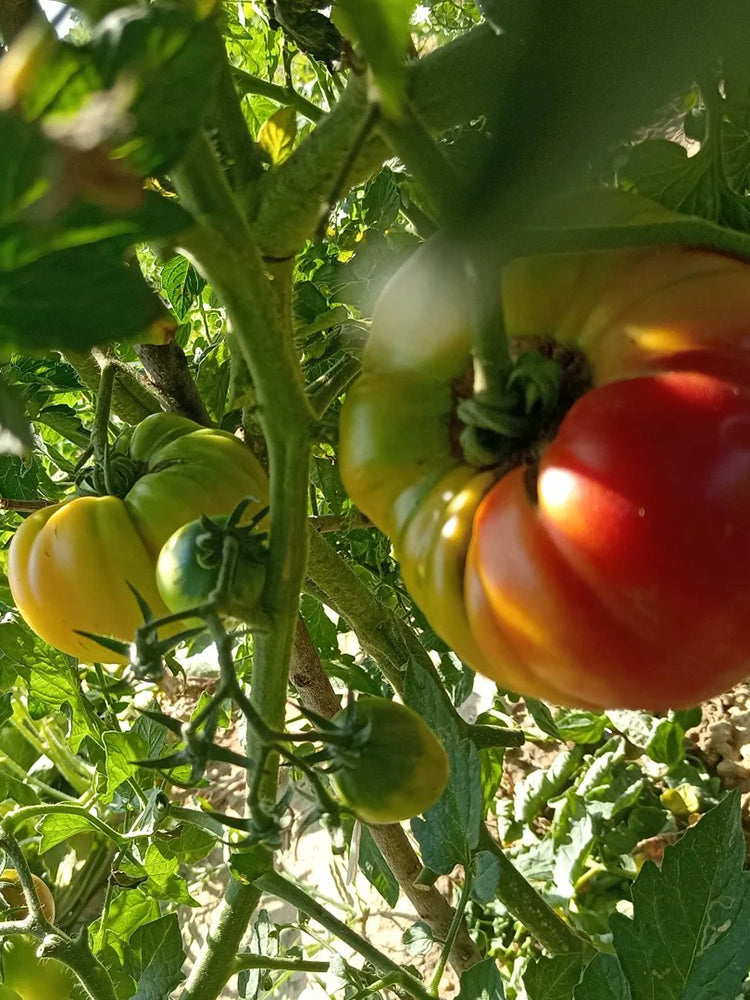 Cocktail Fruit Tomato