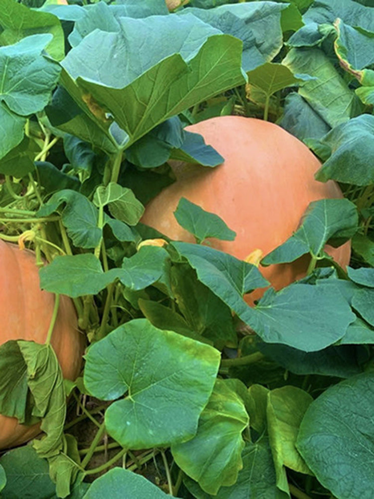 Extra Large Giant Pumpkin