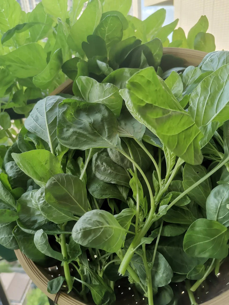 Green Round Leaf Amaranth