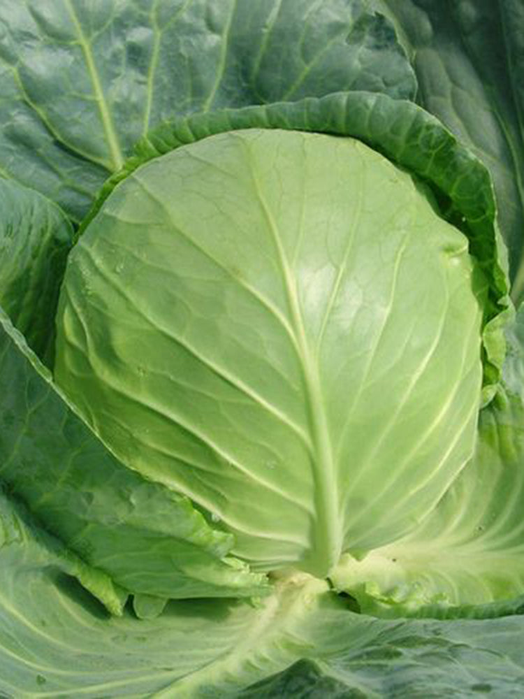 Cuixiaoluo Round Cabbage