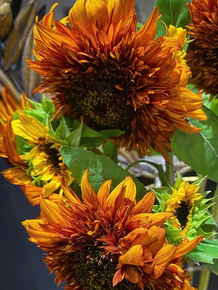 Chiyan Little Bear Sunflower