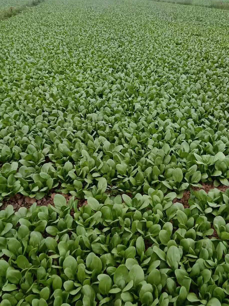 Jinmei 22 Green-stem Pak Choi