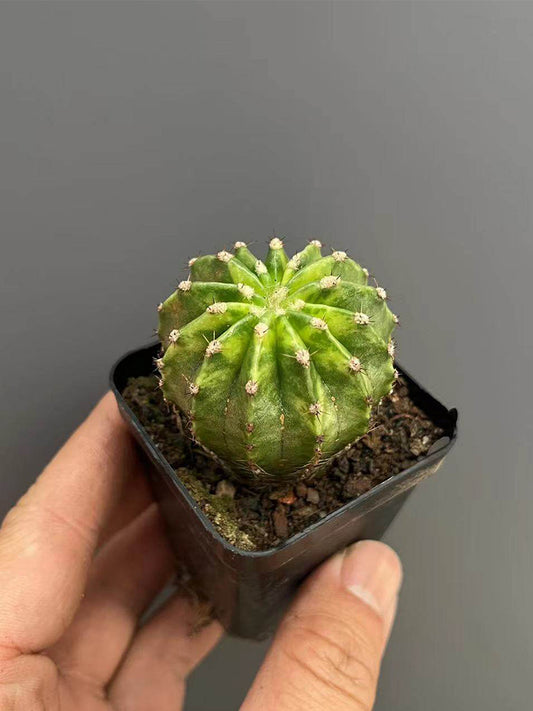 'World Map' Variegated Cactus