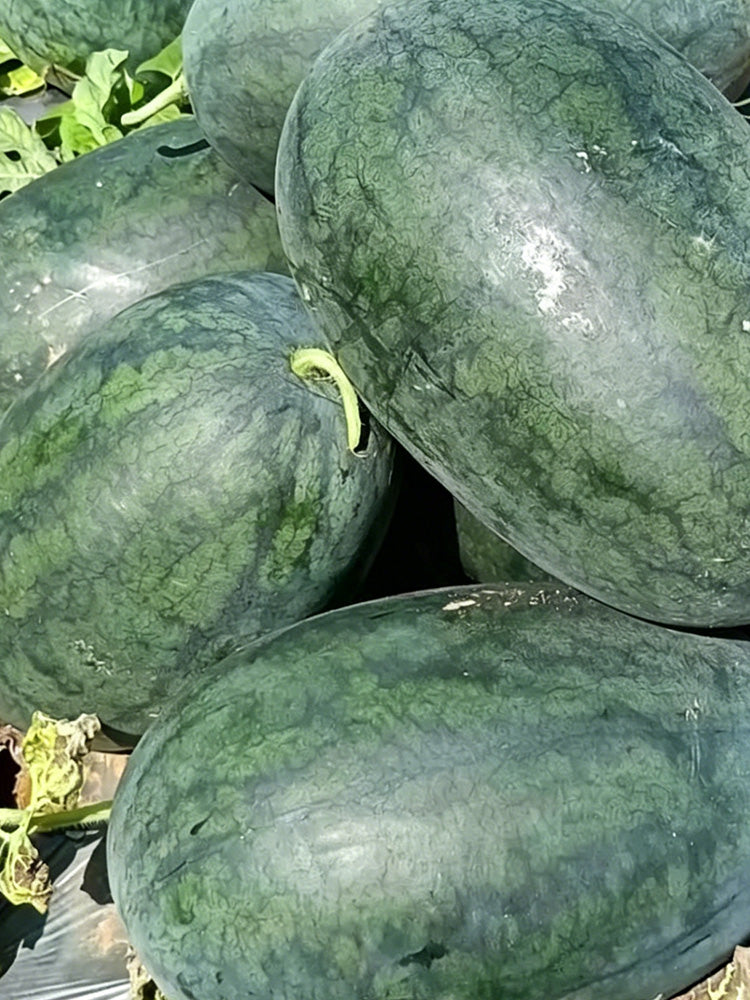 Black Beauty Watermelon