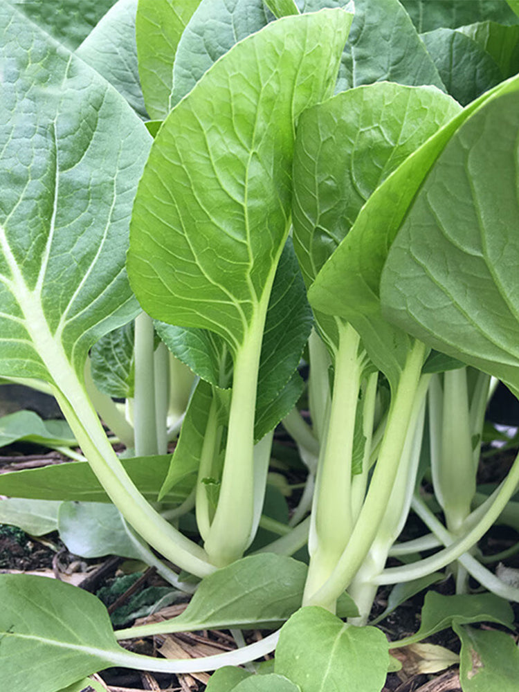 White-Stalked Baby Bok Choy