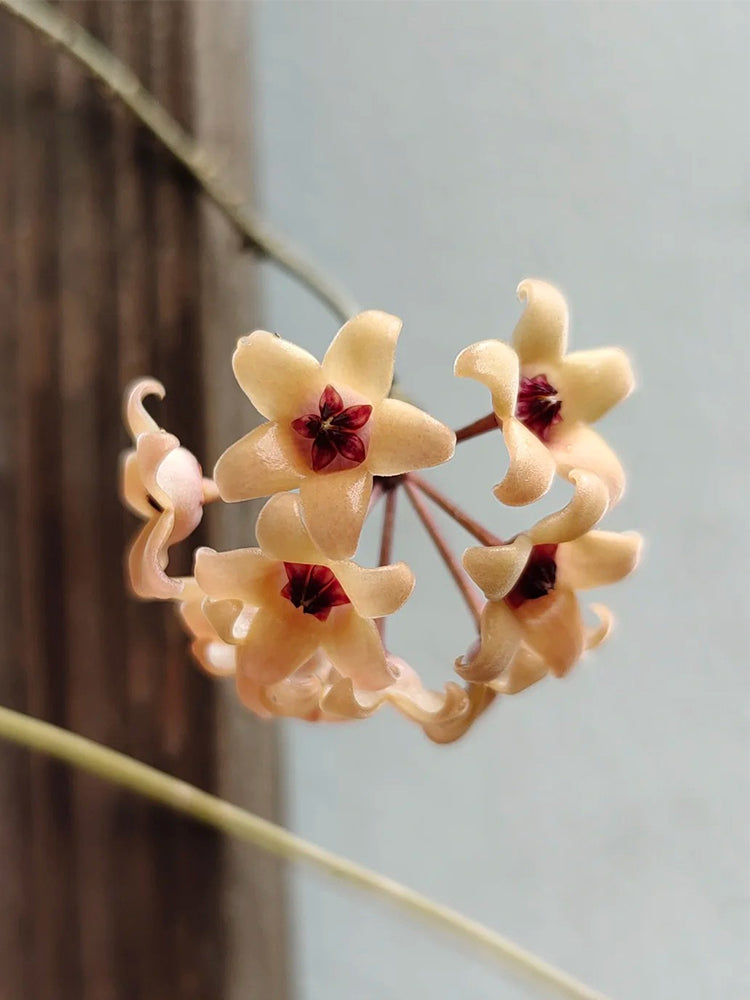 Hoya cutis-Porcelana Unrooted Stem Cuttings