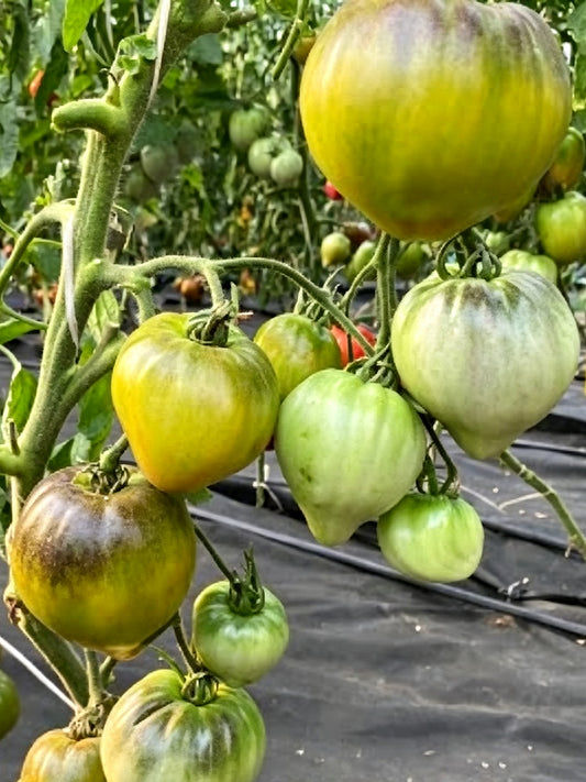 957 Sophia Green Heart Tomato