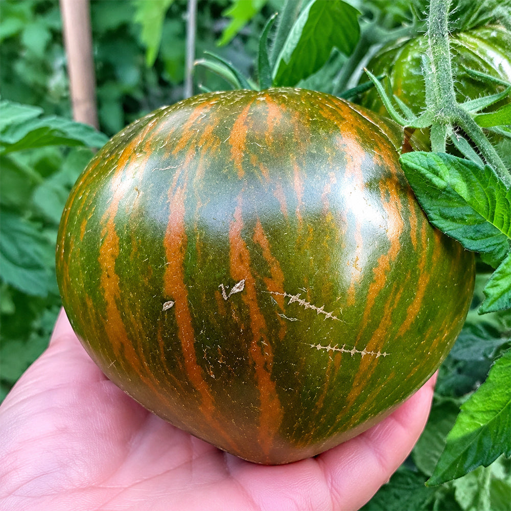 30 Marsha's Starfighter Heart Tomato