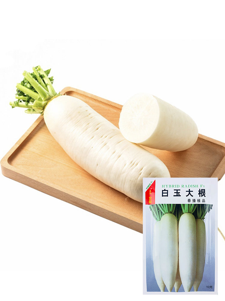 "Hakudaikon" Radish