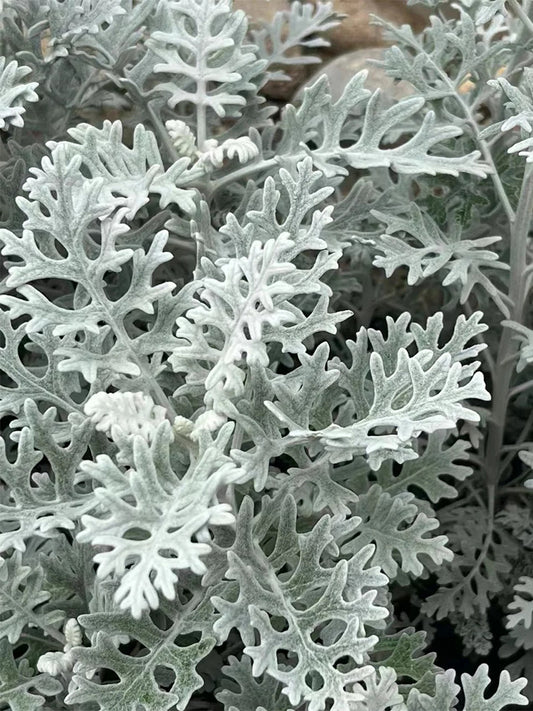 Silver Ragwort (Jacobaea maritima)