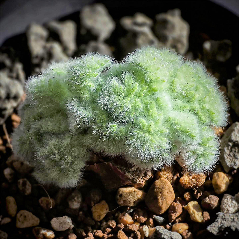 TD002 Pelargonium appendiculatum Dormant Tuber