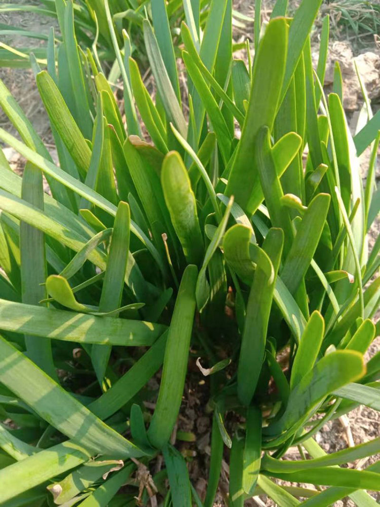 Purple Root Chinese Chives