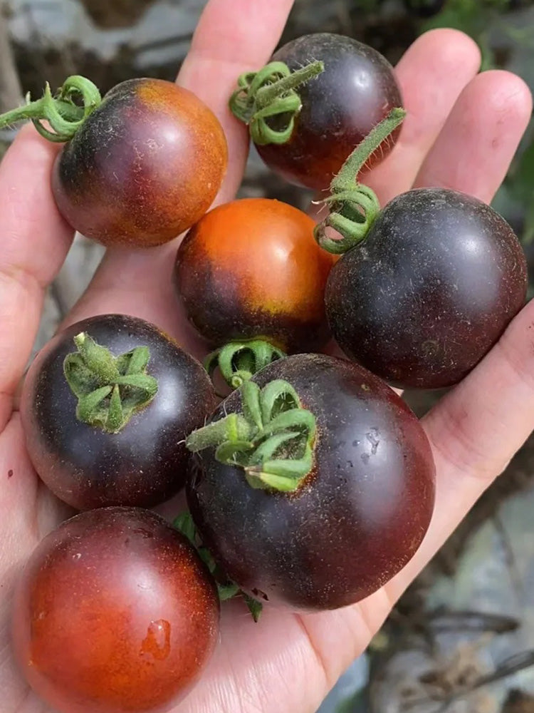 Clackamas Blueberry Indigo Tomato