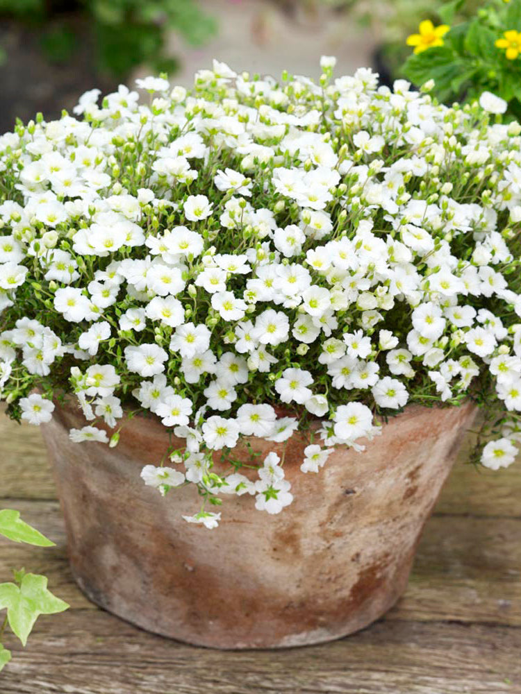 Mountain Sandwort