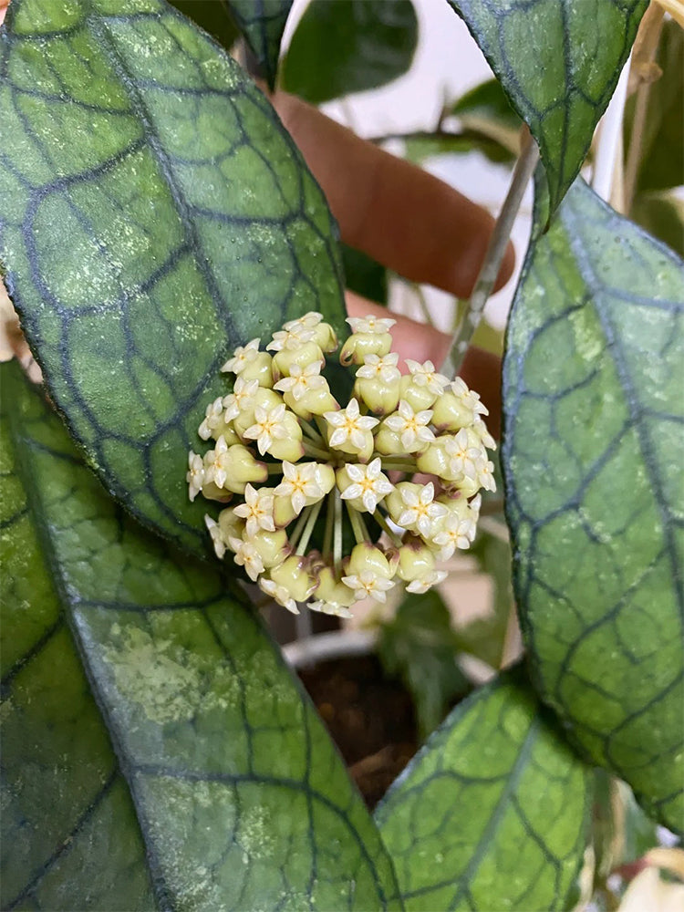 Hoya finlaysonii 'Narrow Leaf'