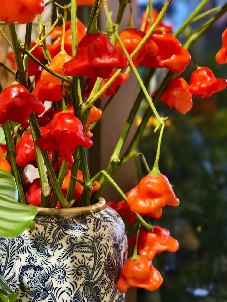 Bishop's Hat Pepper