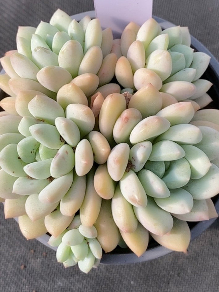 Echeveria 'Jade Ruyi'