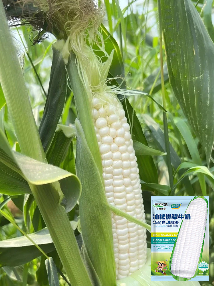 Milk Fruit Sweet Corn