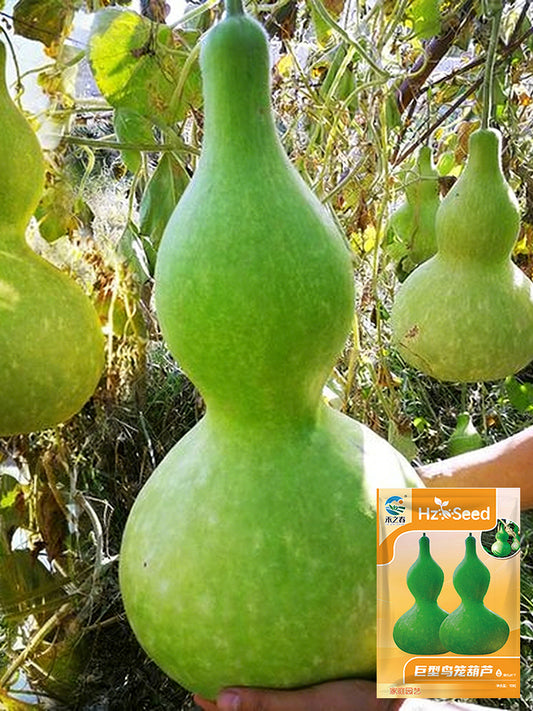 Giant Birdhouse Gourd