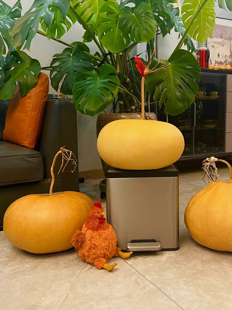 Millstone Bottle Gourd