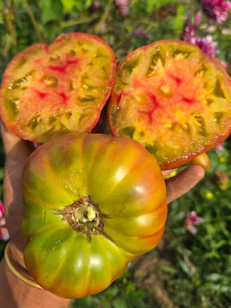 1106 Luxury Piglet Tomato
