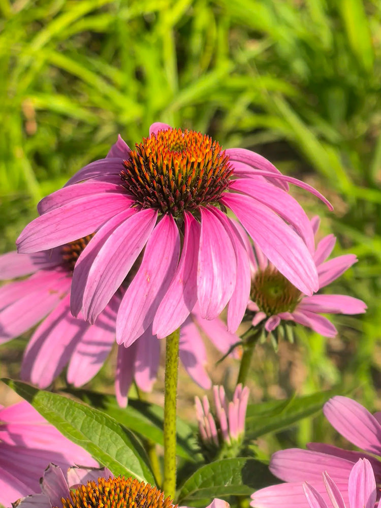 Purple Coneflower