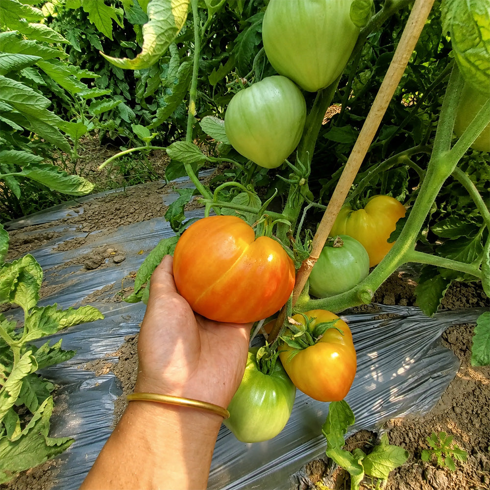 678 Royal Heart Tomato