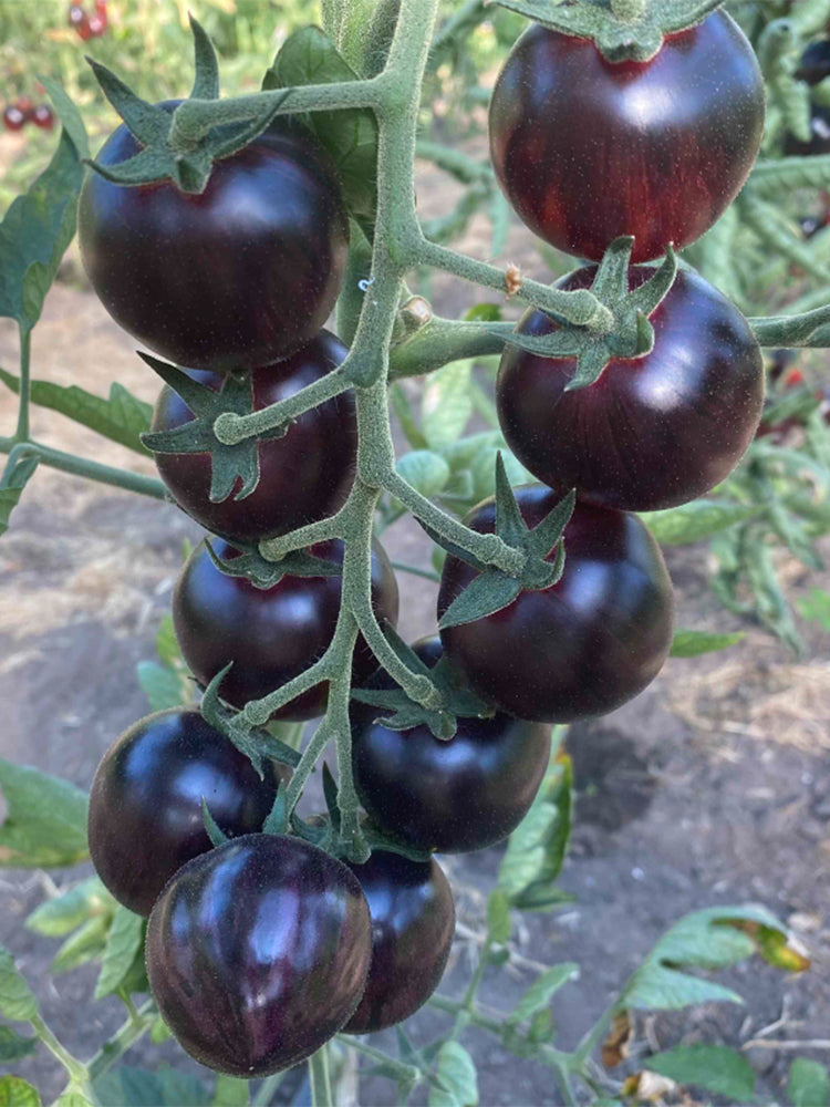 'Fairy Tale Sparkle' Tomato