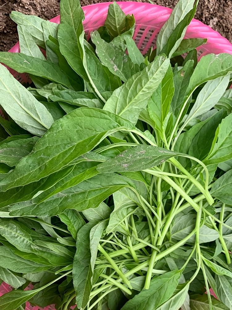 Green Willow Leaf Amaranth