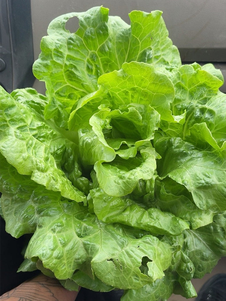 'Lvmei' Italian Leaf Lettuce