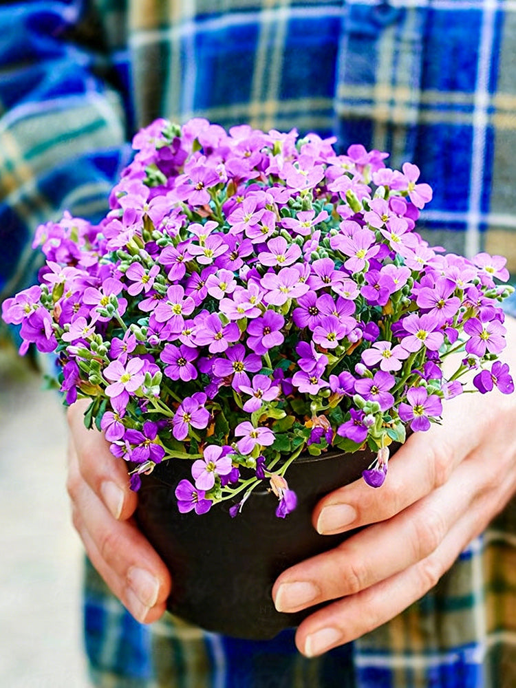 Purple Rock Cress