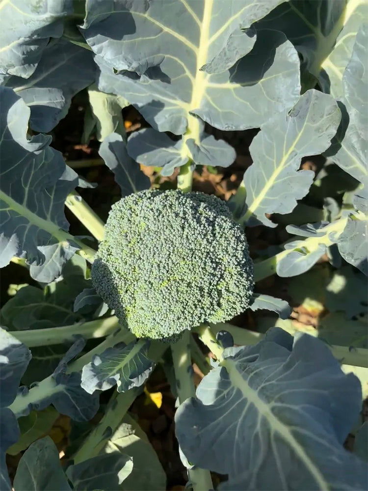 Broccoli