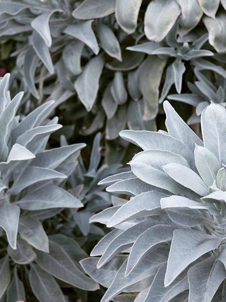 California White Sage