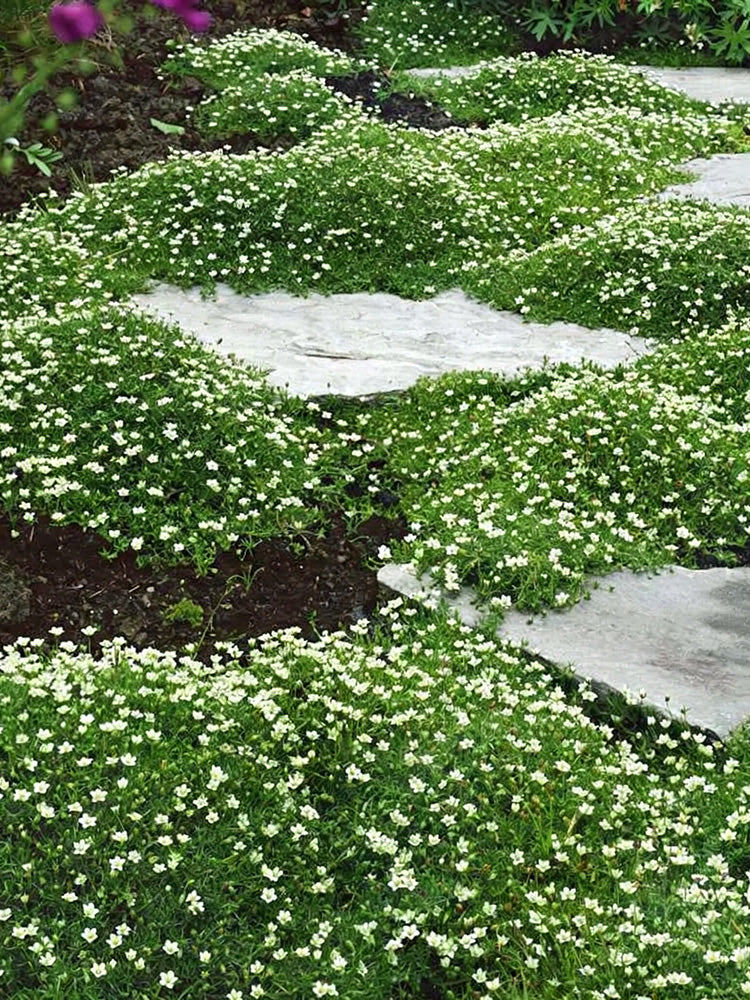 Irish Moss