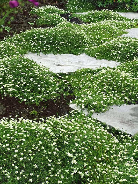 Irish Moss