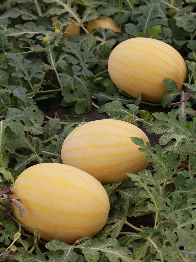 'Golden No.3' Watermelon Hybrid