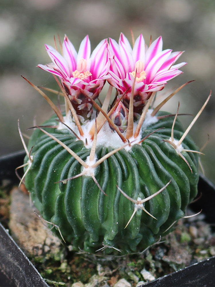 Echinofossulocactus multicostatus