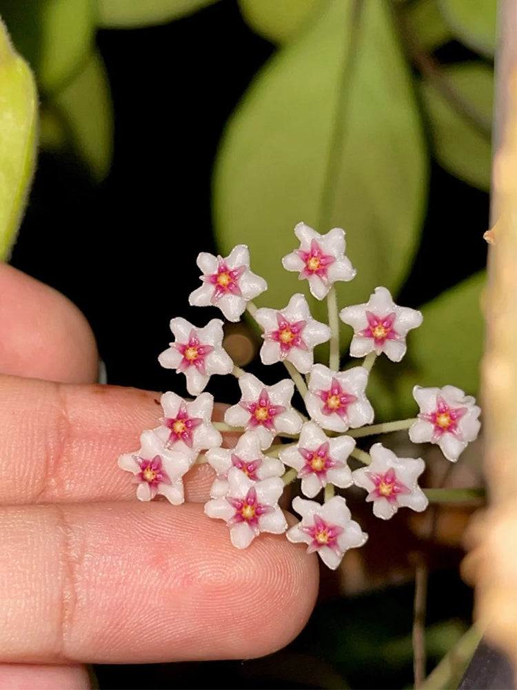Coin Leaf Hoya Stem Cuttings