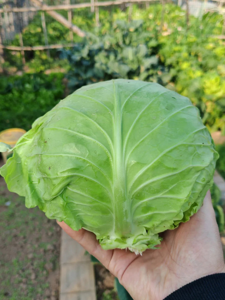 Fruit Cabbage