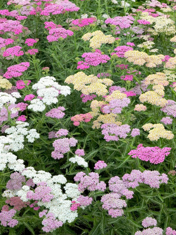 Yarrow, Mixed