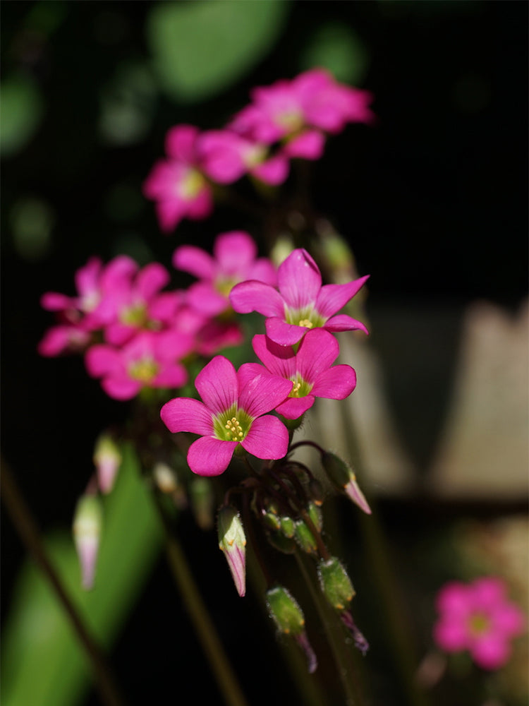 Oxalis lasiandra