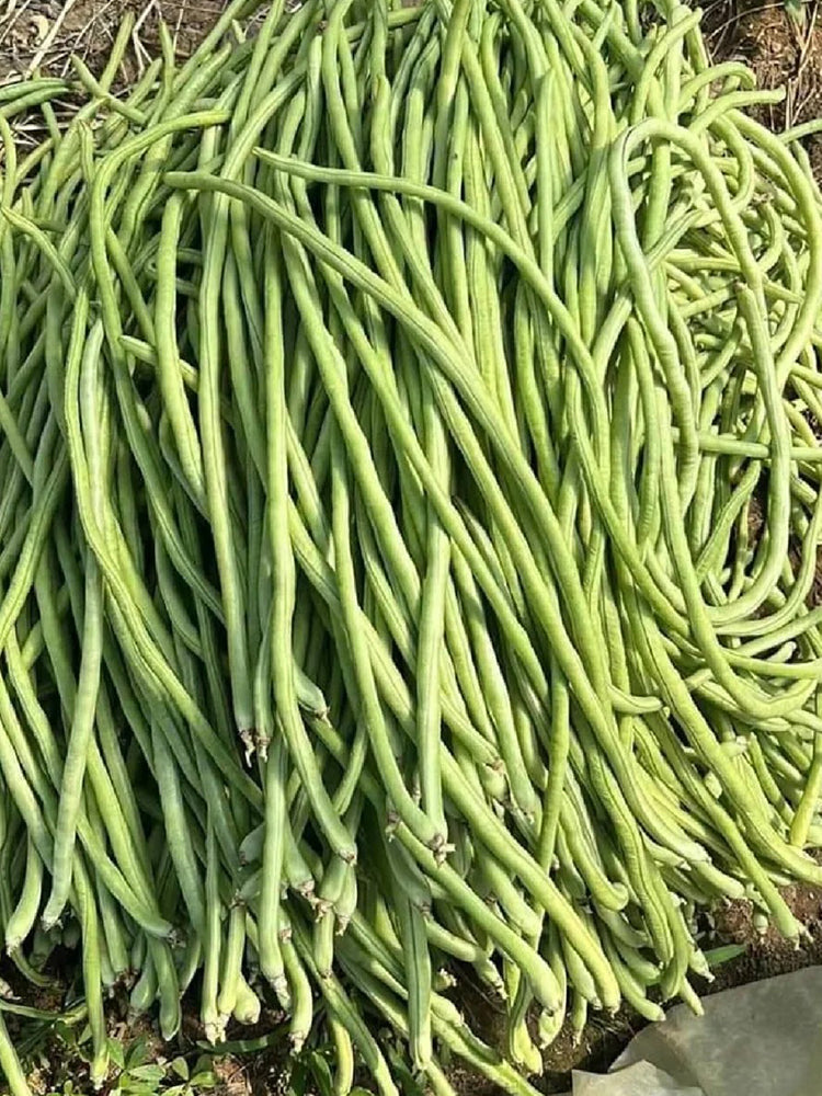 Jiemei Xiabao No. 2 Cowpea