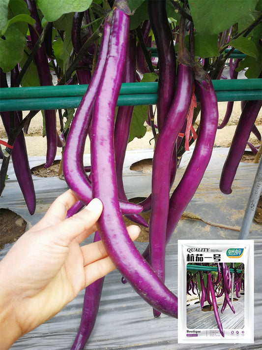 'Hangqie No.1' Eggplant