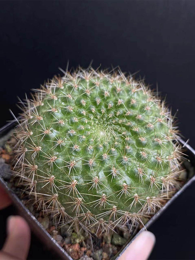 Rebutia minuscula