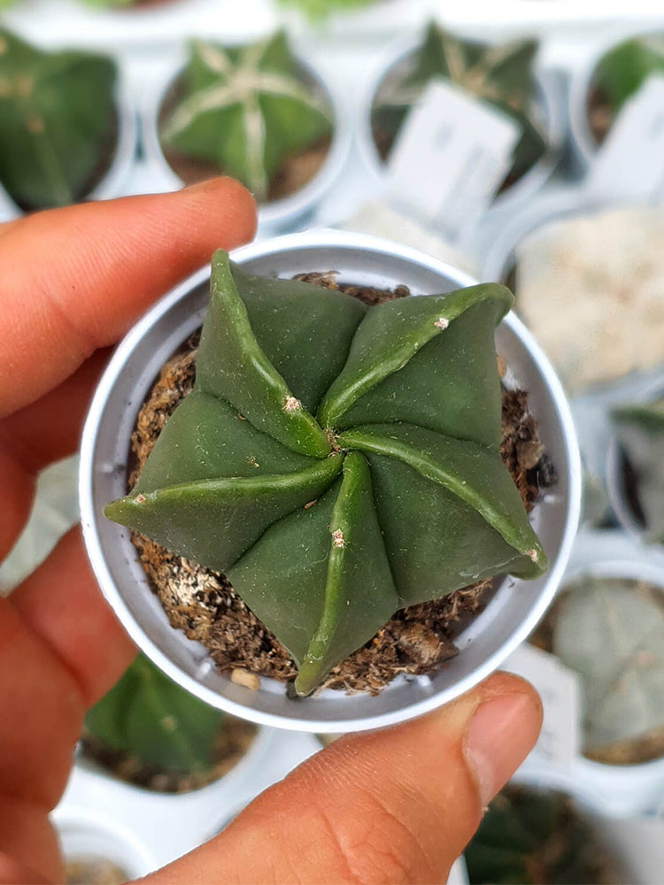 Pentagonal Glazed Bishop's Cap Cactus